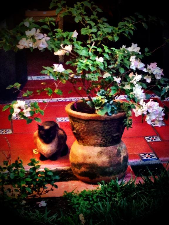 مبيت وإفطار Uruapan  Casa Chikita المظهر الخارجي الصورة